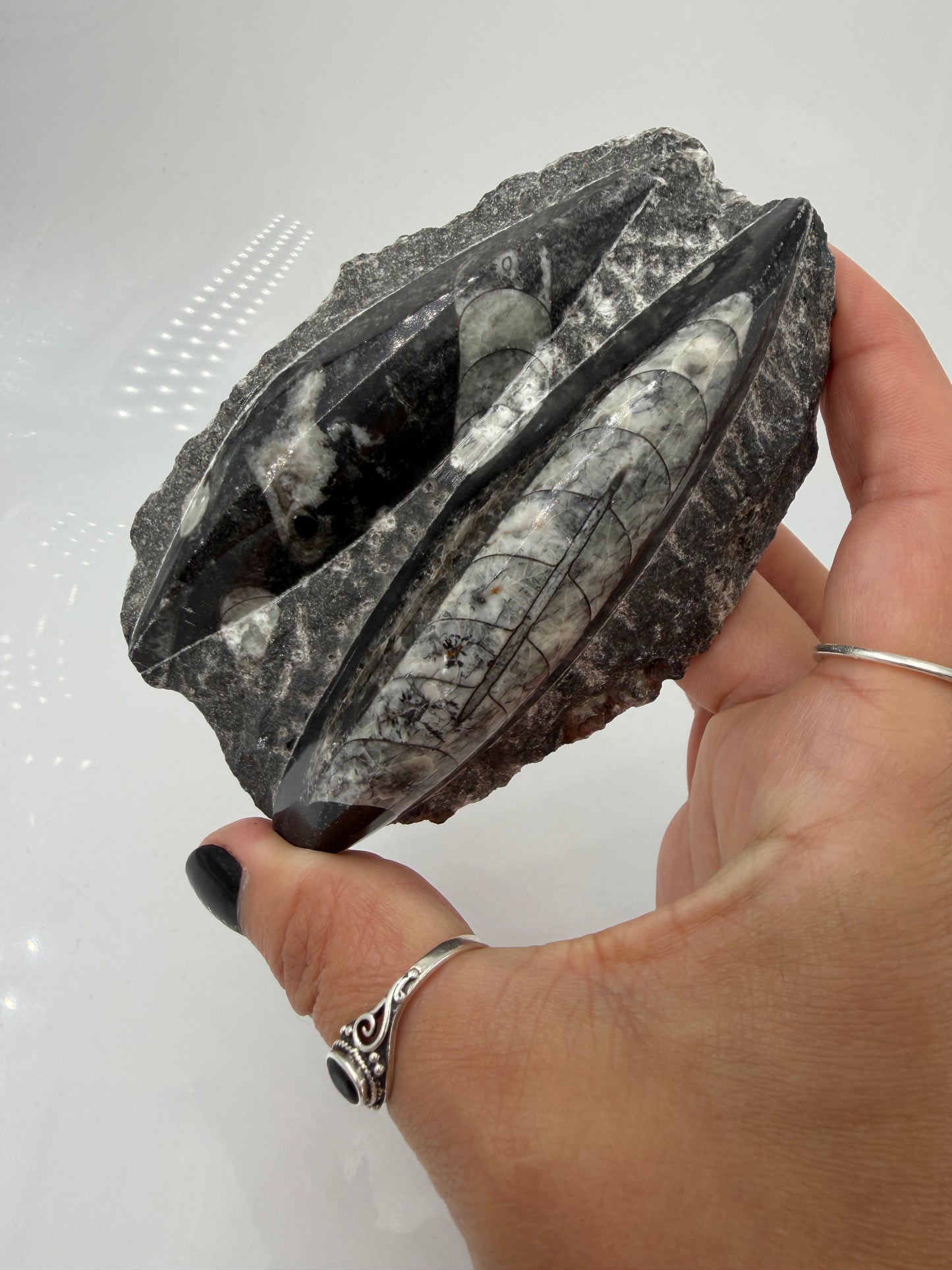 Angeschliffene Orthocera OS12 – Fossil mit sichtbaren Kammern, 10,9 × 7,1 cm