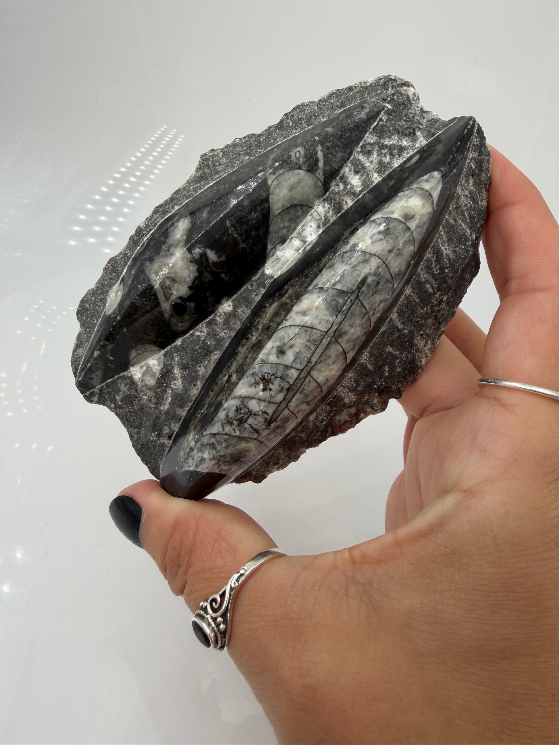 Angeschliffene Orthocera OS12 – Fossil mit sichtbaren Kammern, 10,9 × 7,1 cm