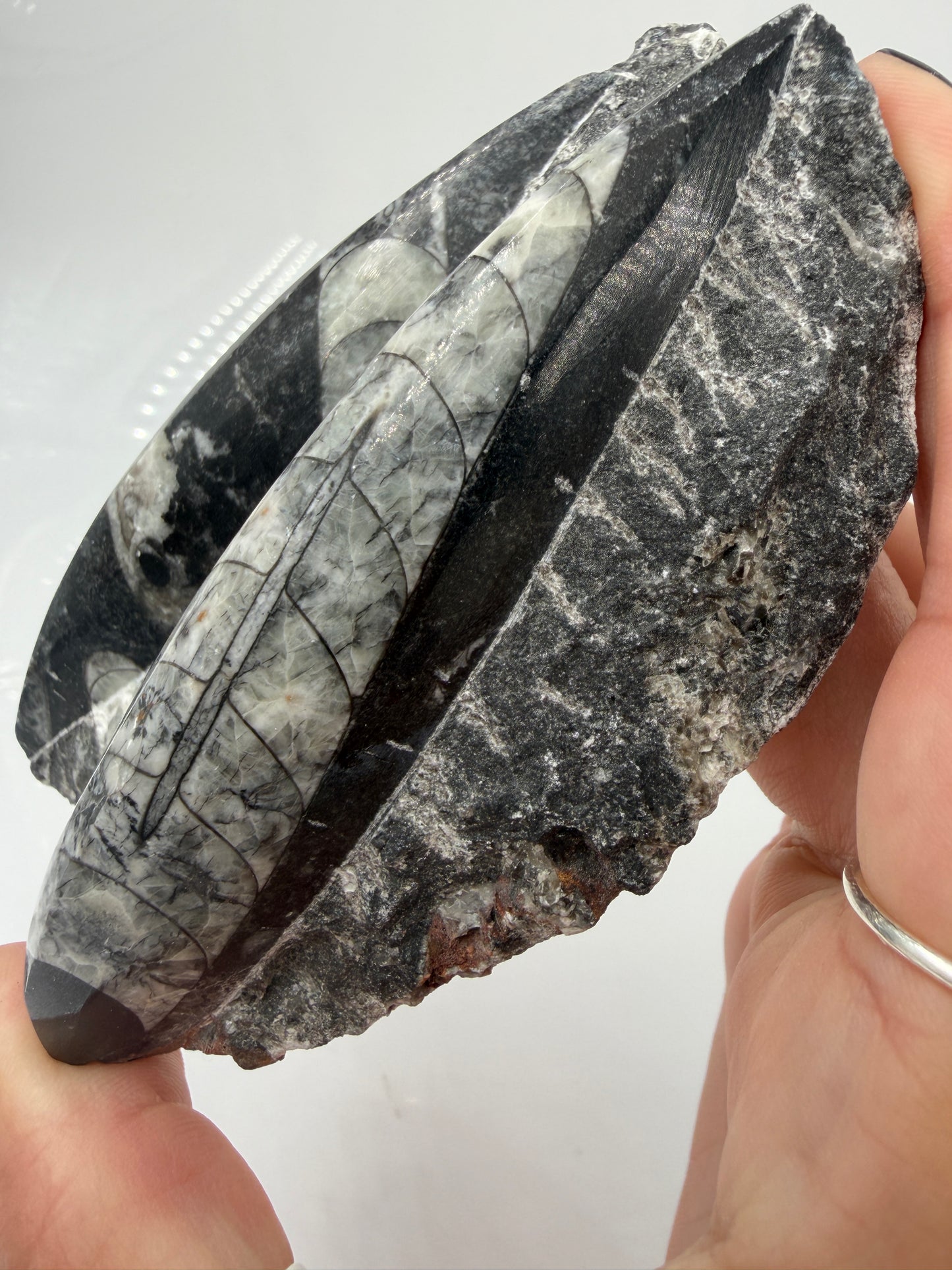 Angeschliffene Orthocera OS12 – Fossil mit sichtbaren Kammern, 10,9 × 7,1 cm