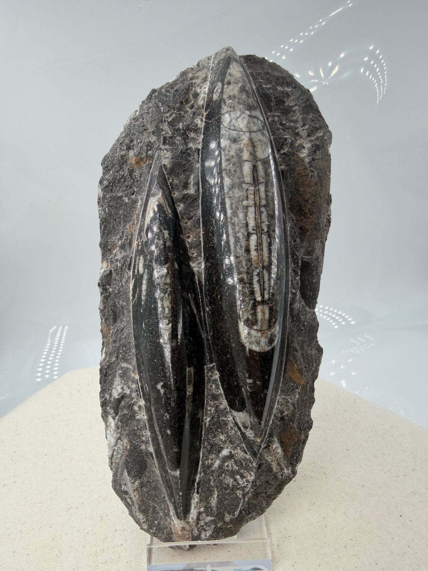 Angeschliffene Orthocera OS15 – Fossil mit sichtbaren Kammern, 17,5 × 8,4 cm