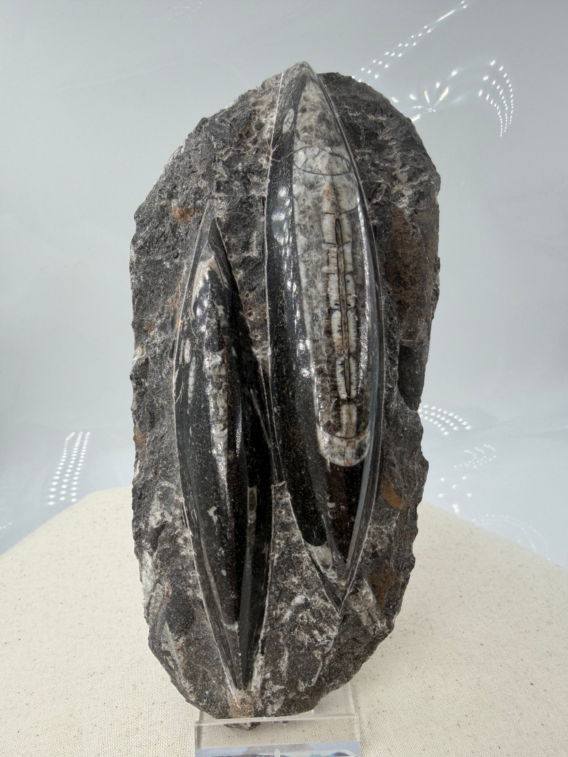 Angeschliffene Orthocera OS15 – Fossil mit sichtbaren Kammern, 17,5 × 8,4 cm