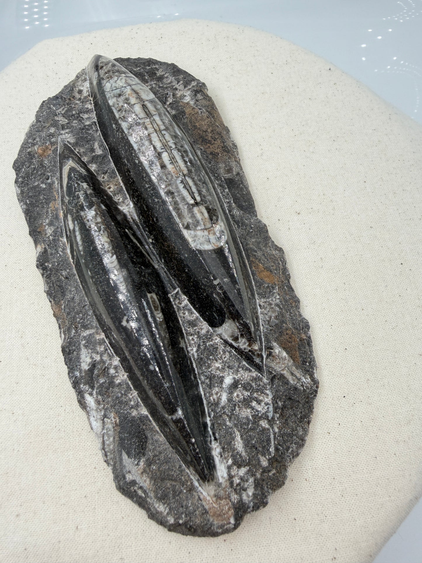 Angeschliffene Orthocera OS15 – Fossil mit sichtbaren Kammern, 17,5 × 8,4 cm