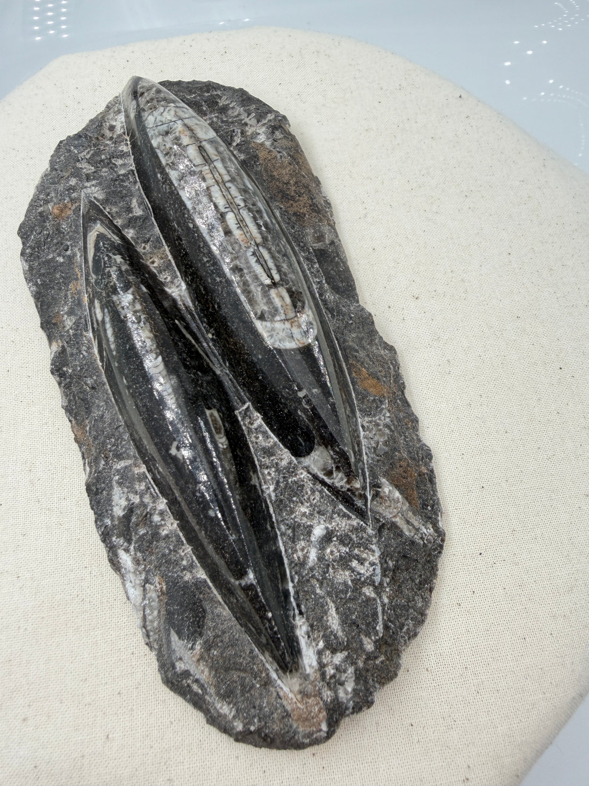 Angeschliffene Orthocera OS15 – Fossil mit sichtbaren Kammern, 17,5 × 8,4 cm