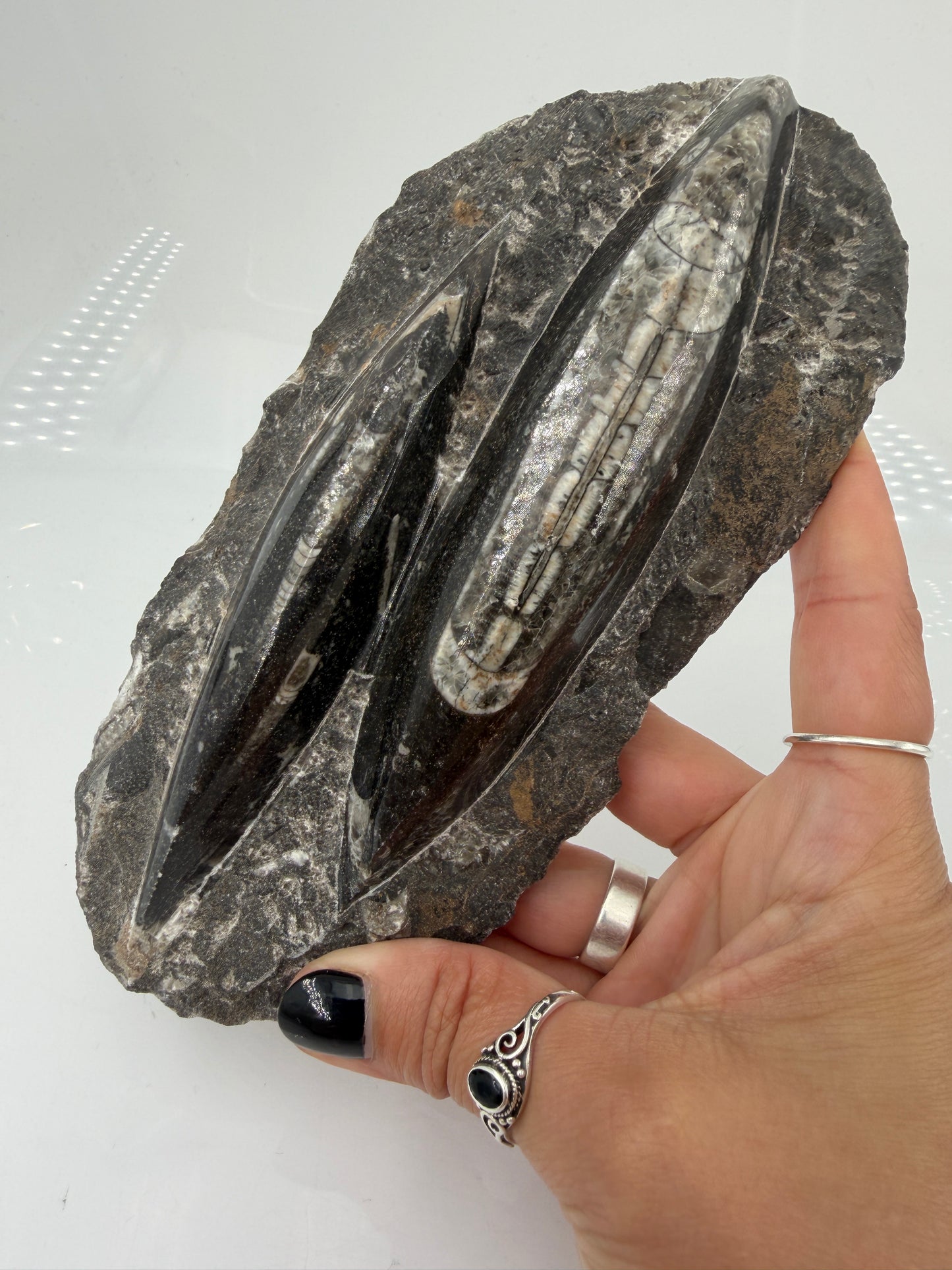 Angeschliffene Orthocera OS15 – Fossil mit sichtbaren Kammern, 17,5 × 8,4 cm