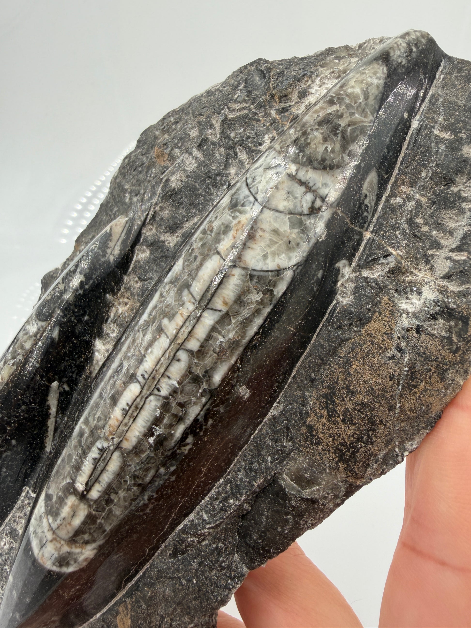 Angeschliffene Orthocera OS15 – Fossil mit sichtbaren Kammern, 17,5 × 8,4 cm