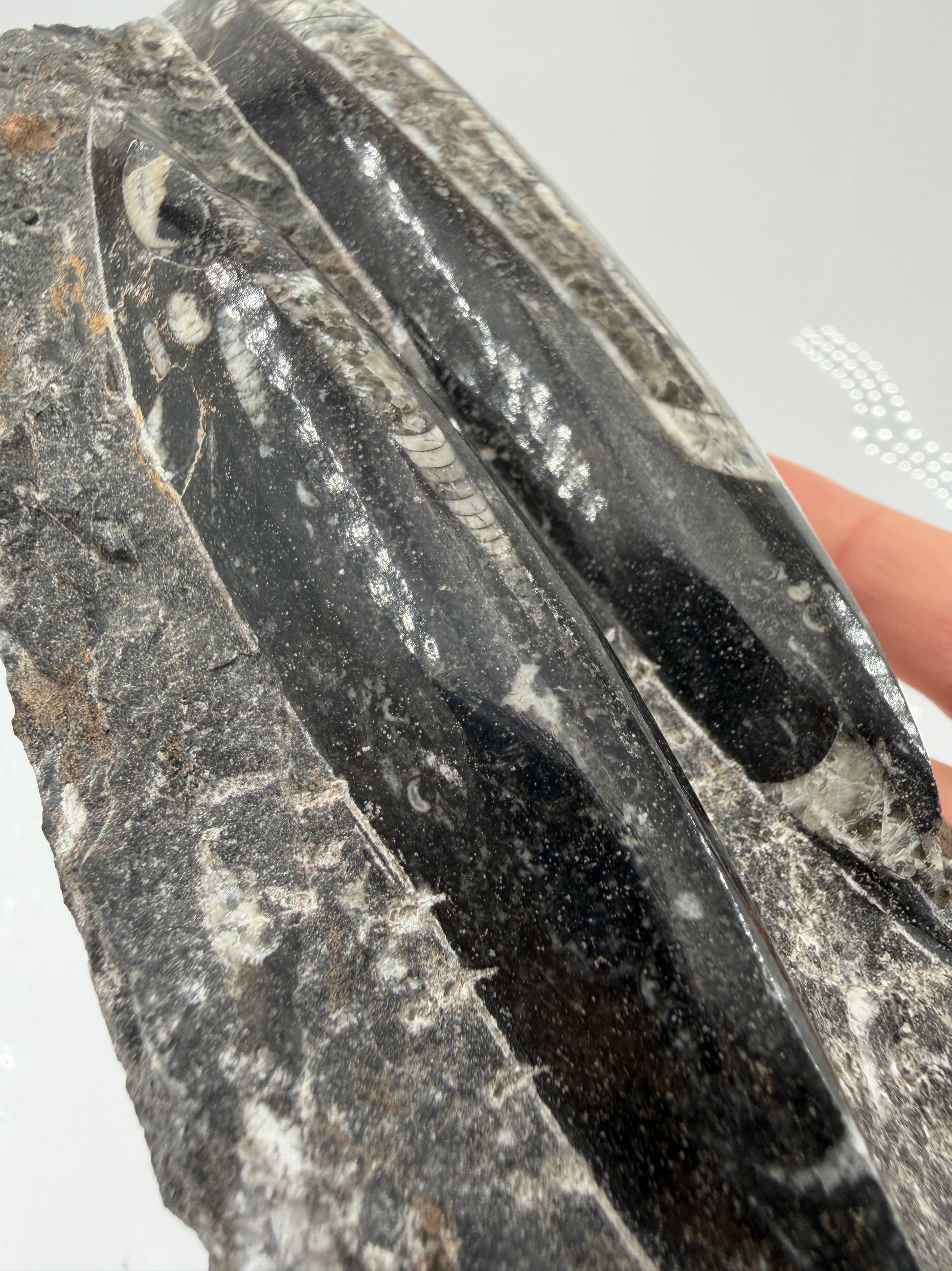 Angeschliffene Orthocera OS15 – Fossil mit sichtbaren Kammern, 17,5 × 8,4 cm