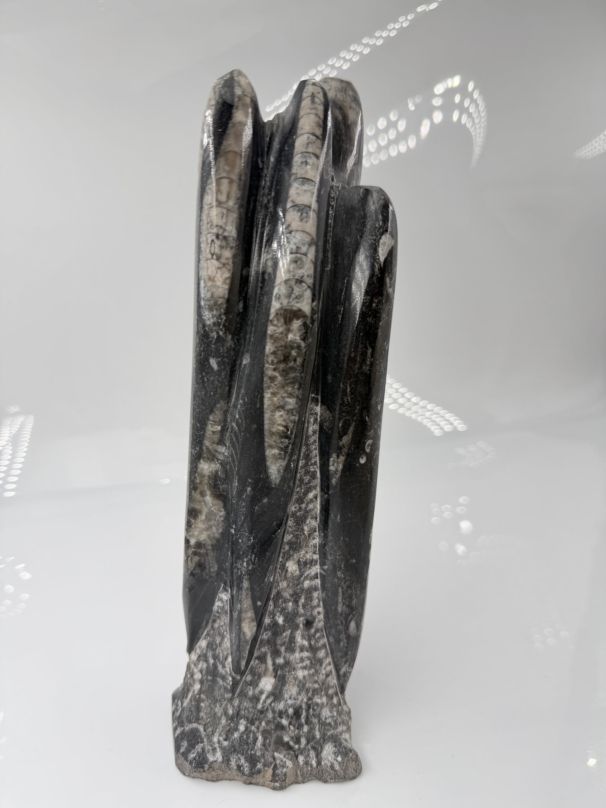 Angeschliffene Orthocera OS30 – Fossil mit sichtbaren Kammern, ca. 25 × 8,1 cm