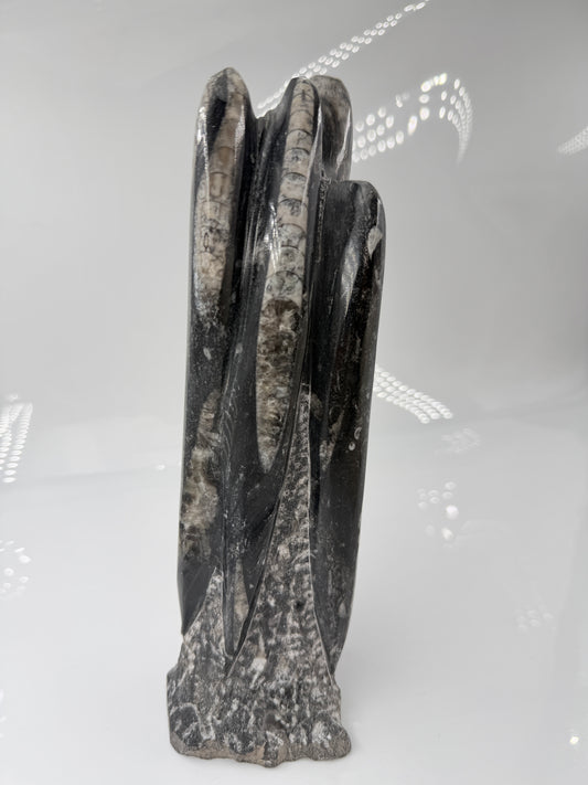 Angeschliffene Orthocera OS30 – Fossil mit sichtbaren Kammern, ca. 25 × 8,1 cm