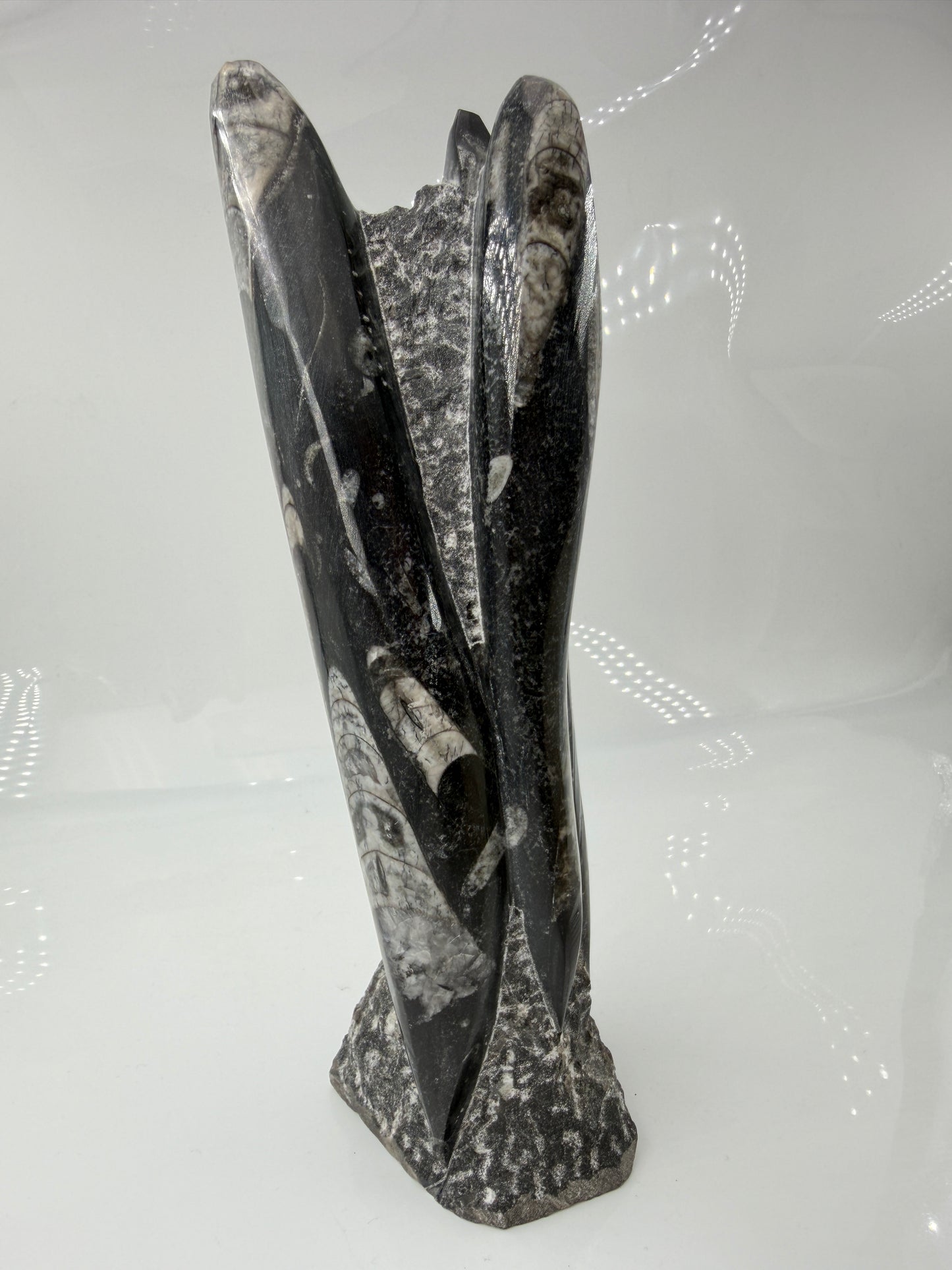Angeschliffene Orthocera OS30 – Fossil mit sichtbaren Kammern, ca. 25 × 8,1 cm