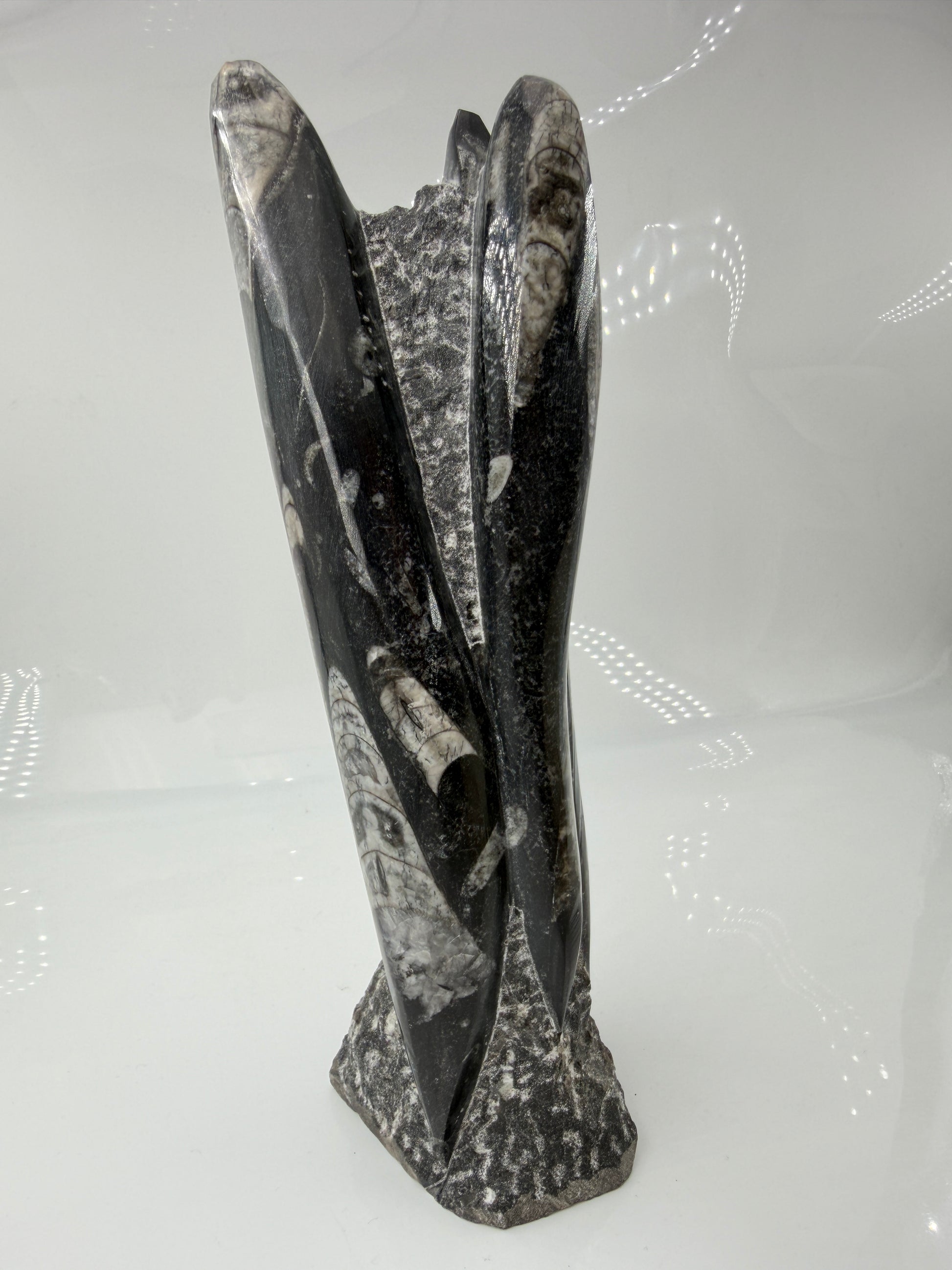 Angeschliffene Orthocera OS30 – Fossil mit sichtbaren Kammern, ca. 25 × 8,1 cm