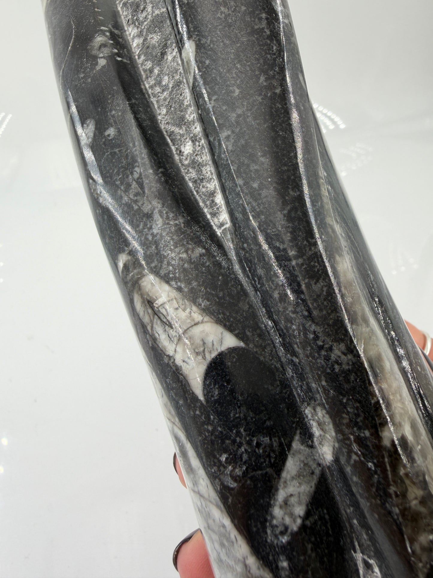 Angeschliffene Orthocera OS30 – Fossil mit sichtbaren Kammern, ca. 25 × 8,1 cm