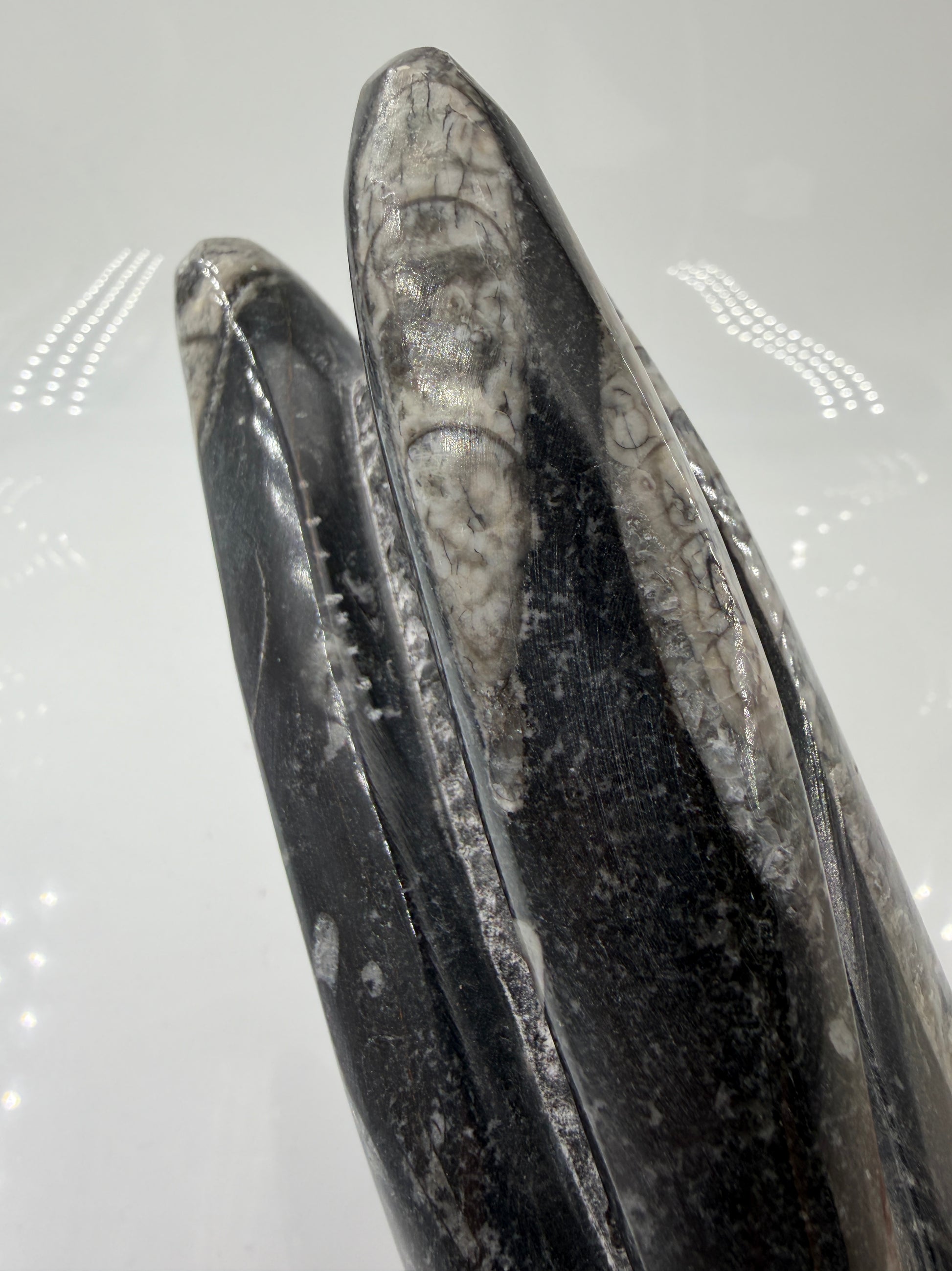 Angeschliffene Orthocera OS30 – Fossil mit sichtbaren Kammern, ca. 25 × 8,1 cm