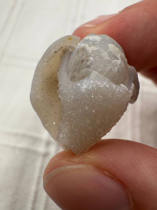 Spiralit SQ18 – fossile mineralisierte Muschel, ca. 2,0 cm, Naturunikat.