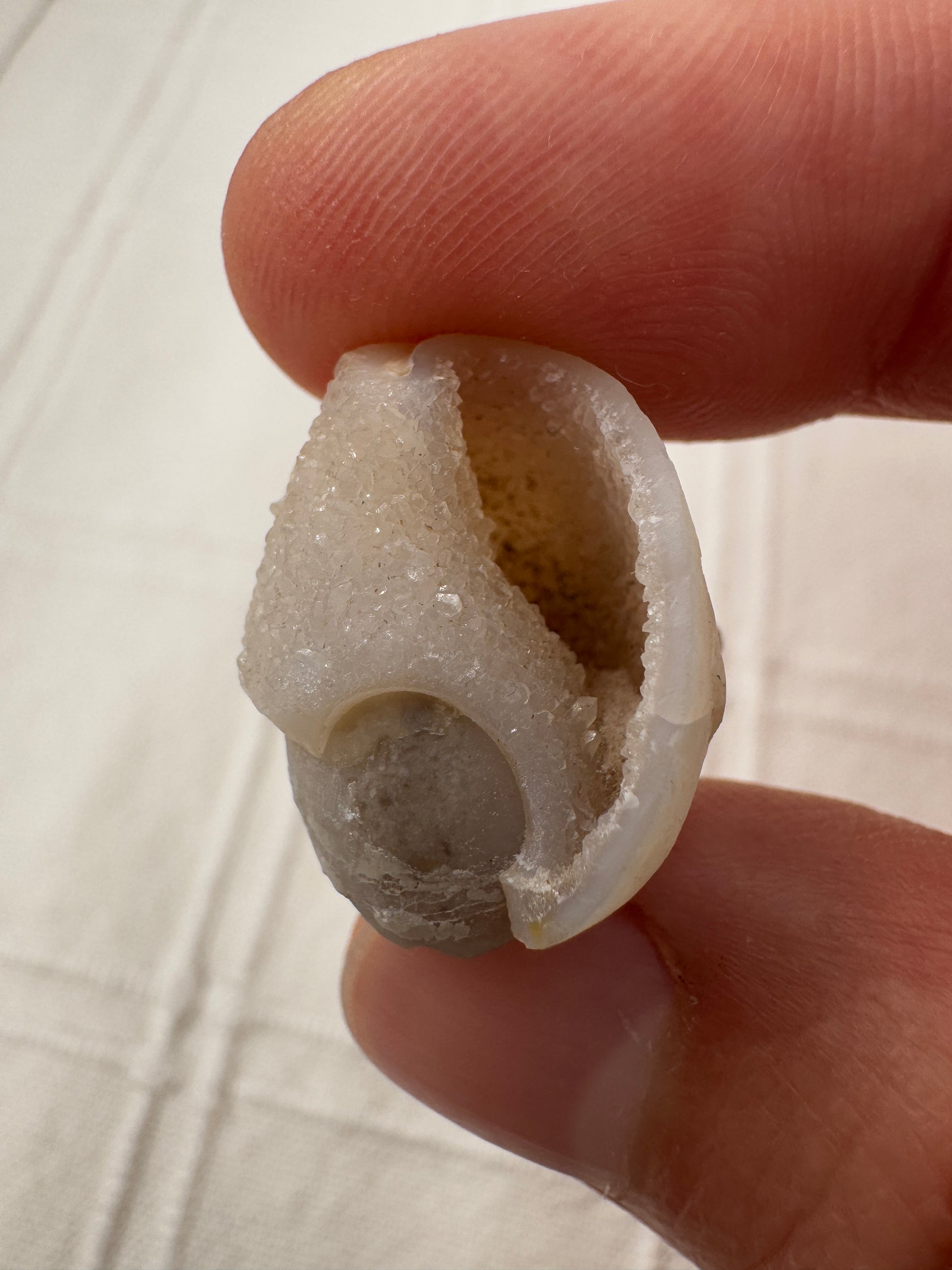Spiralit SQ18 – fossile mineralisierte Muschel, ca. 2,0 cm, Naturunikat.