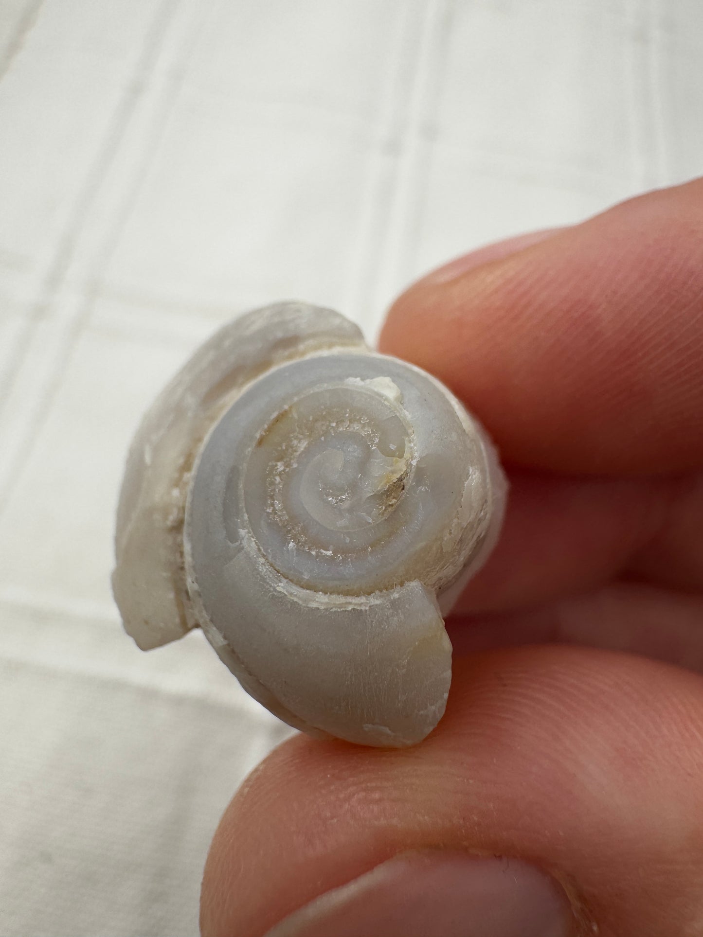 Spiralit SQ18 – fossile mineralisierte Muschel, ca. 2,0 cm, Naturunikat.