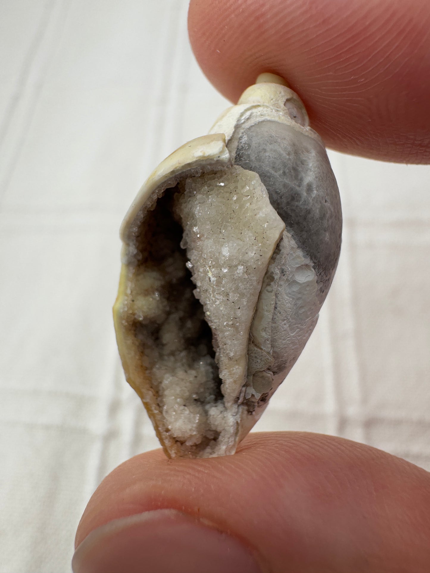 Spiralit SQ22 – mineralisiertes Fossil mit sichtbarer Spiralstruktur.