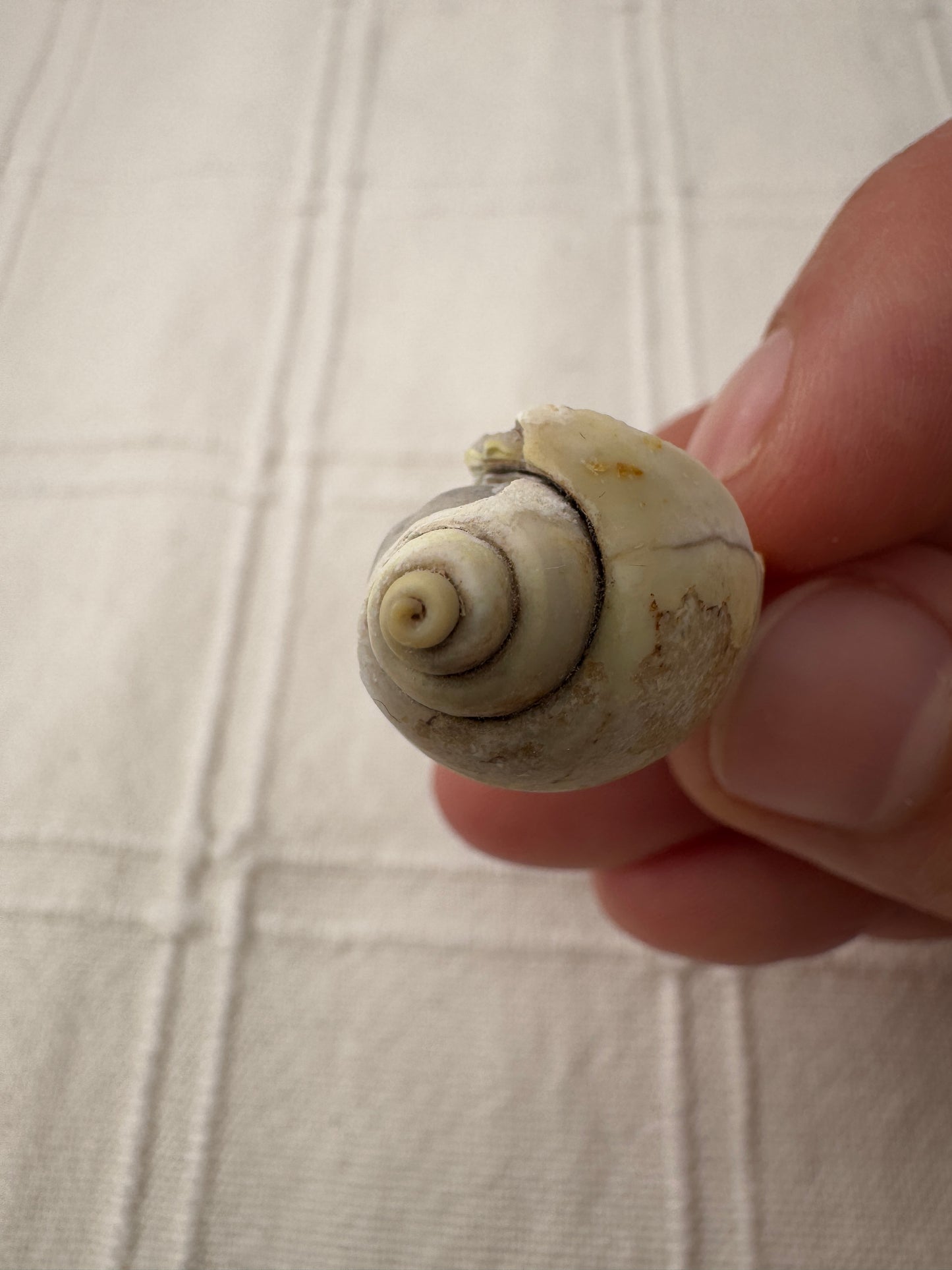 Spiralit SQ22 – mineralisiertes Fossil mit sichtbarer Spiralstruktur.
