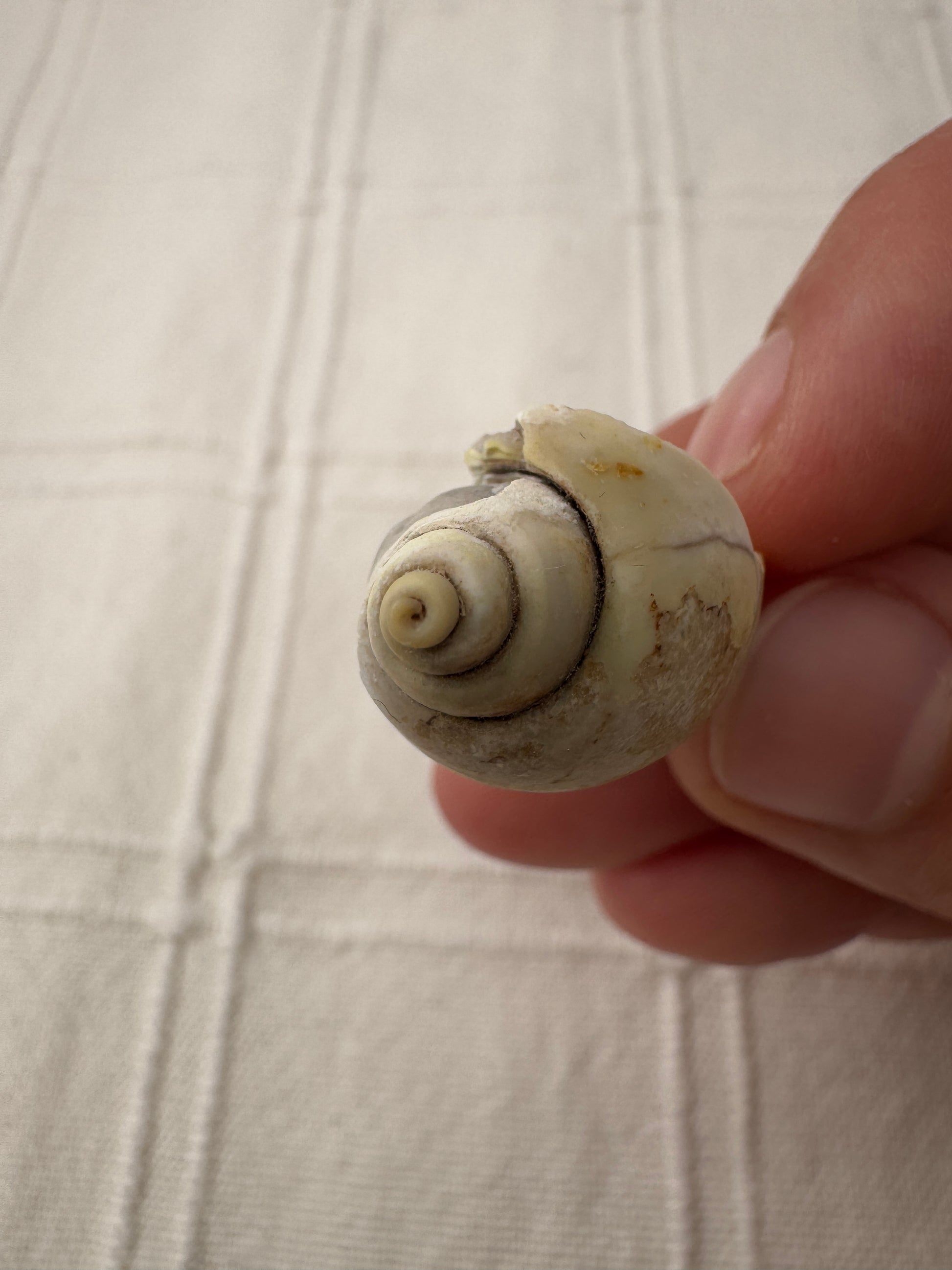 Spiralit SQ22 – mineralisiertes Fossil mit sichtbarer Spiralstruktur.