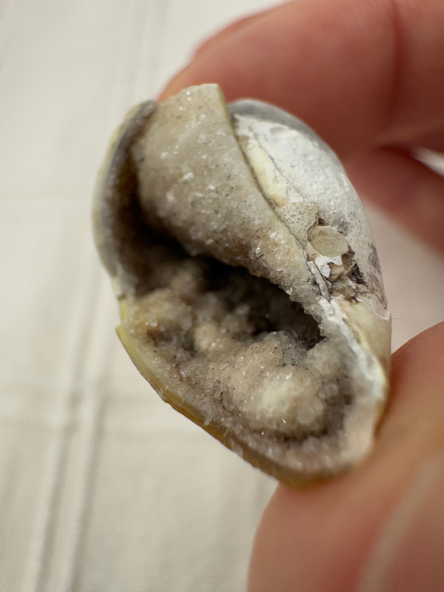 Spiralit SQ22 – mineralisiertes Fossil mit sichtbarer Spiralstruktur.
