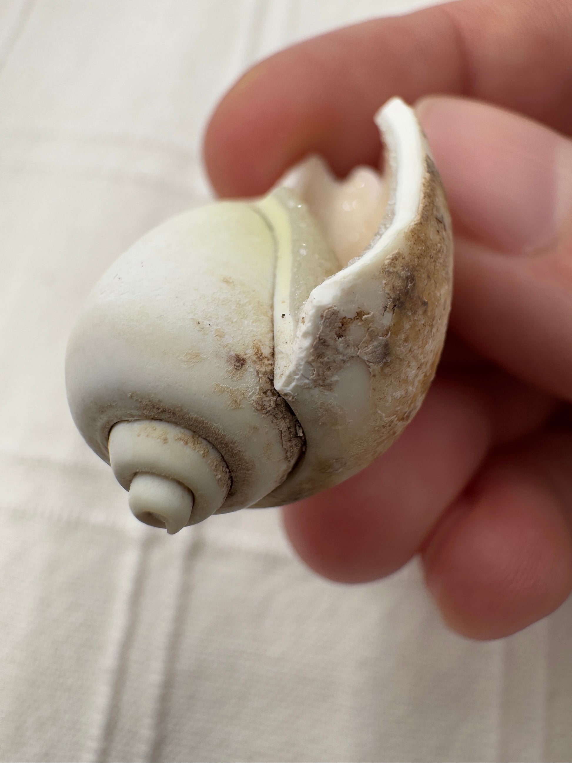 Spiralit SQB22 – fossile mineralisierte Muschel, ca. 3,1 cm, Naturunikat.