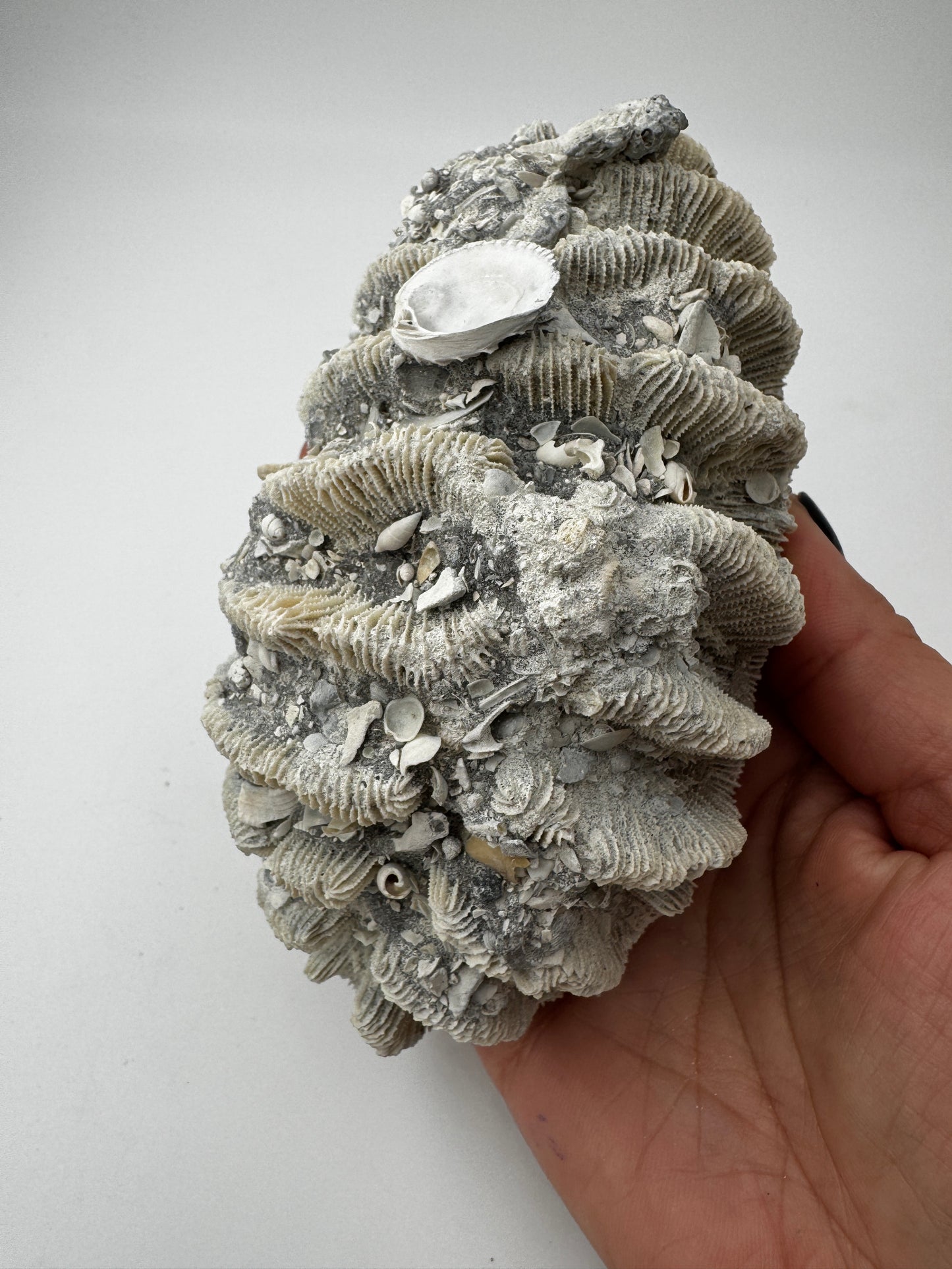 Versteinerte Koralle VK59 aus Florida, langgestrecktes Miozän-Fossil mit konservierten Polypenkelchen.