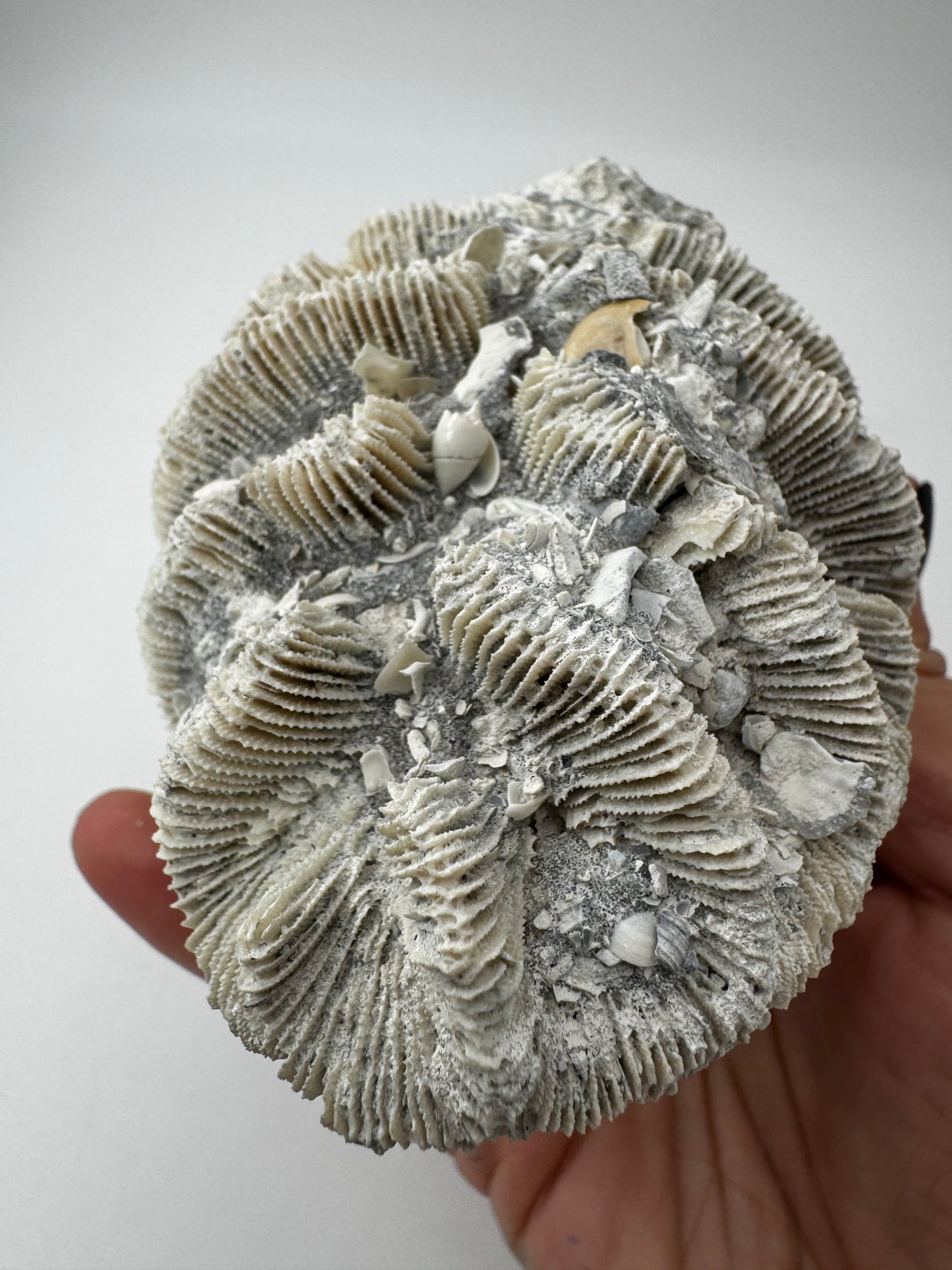 Versteinerte Koralle VK59 aus Florida, langgestrecktes Miozän-Fossil mit konservierten Polypenkelchen.