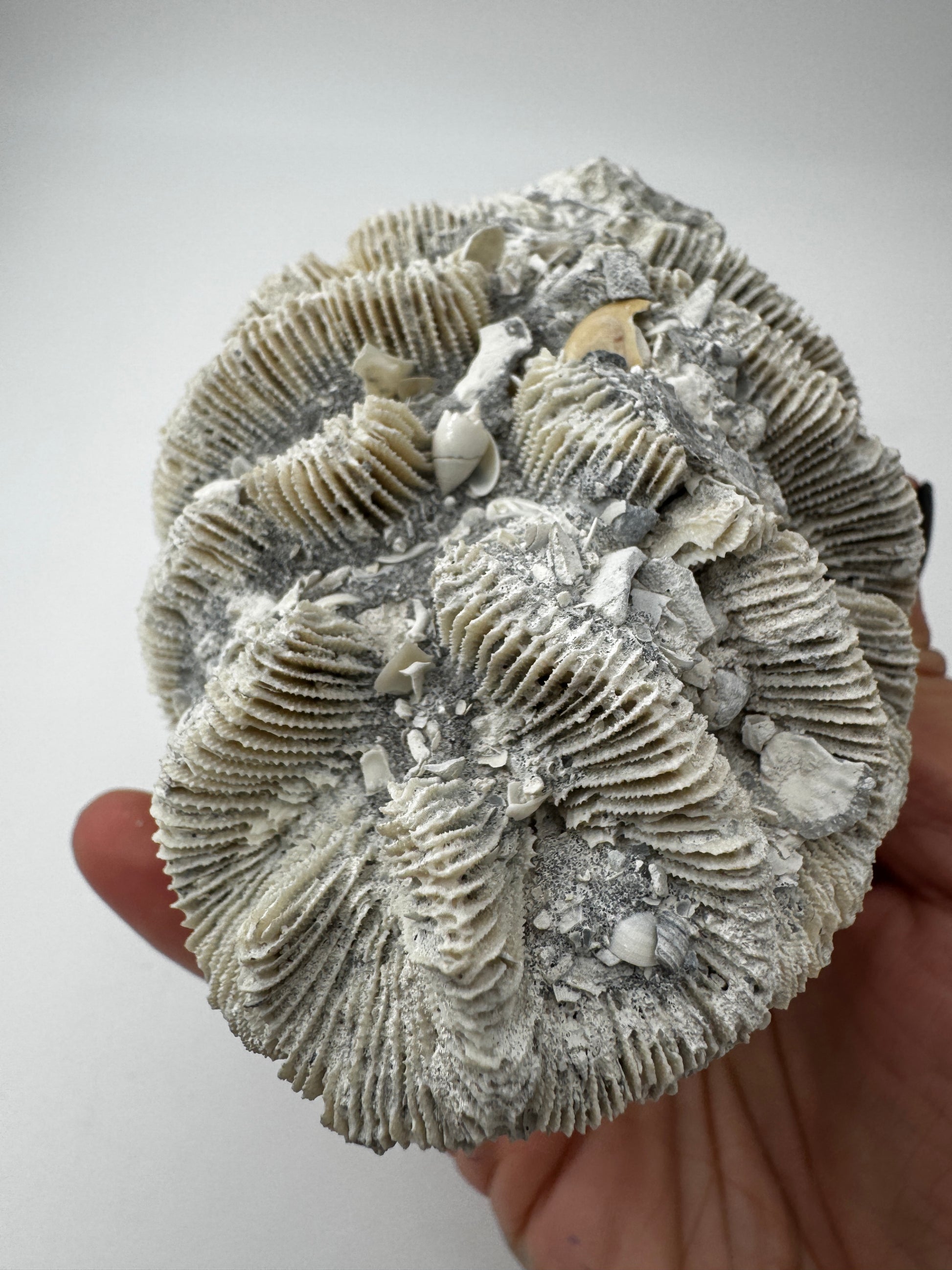 Versteinerte Koralle VK59 aus Florida, langgestrecktes Miozän-Fossil mit konservierten Polypenkelchen.