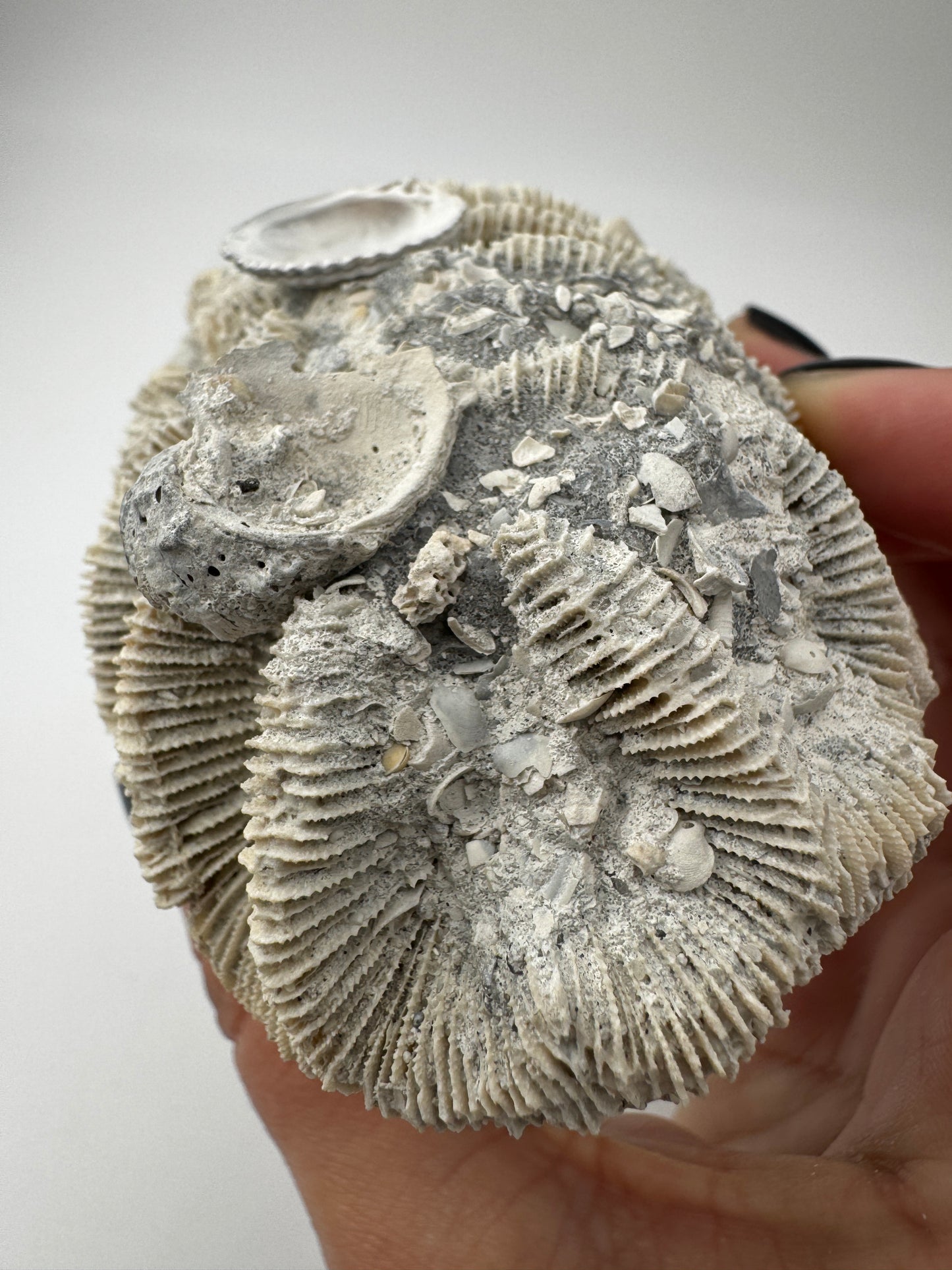 Versteinerte Koralle VK59 aus Florida, langgestrecktes Miozän-Fossil mit konservierten Polypenkelchen.
