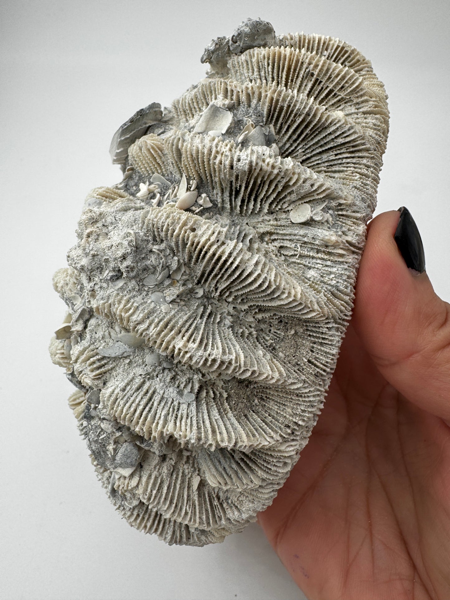 Versteinerte Koralle VK59 aus Florida, langgestrecktes Miozän-Fossil mit konservierten Polypenkelchen.