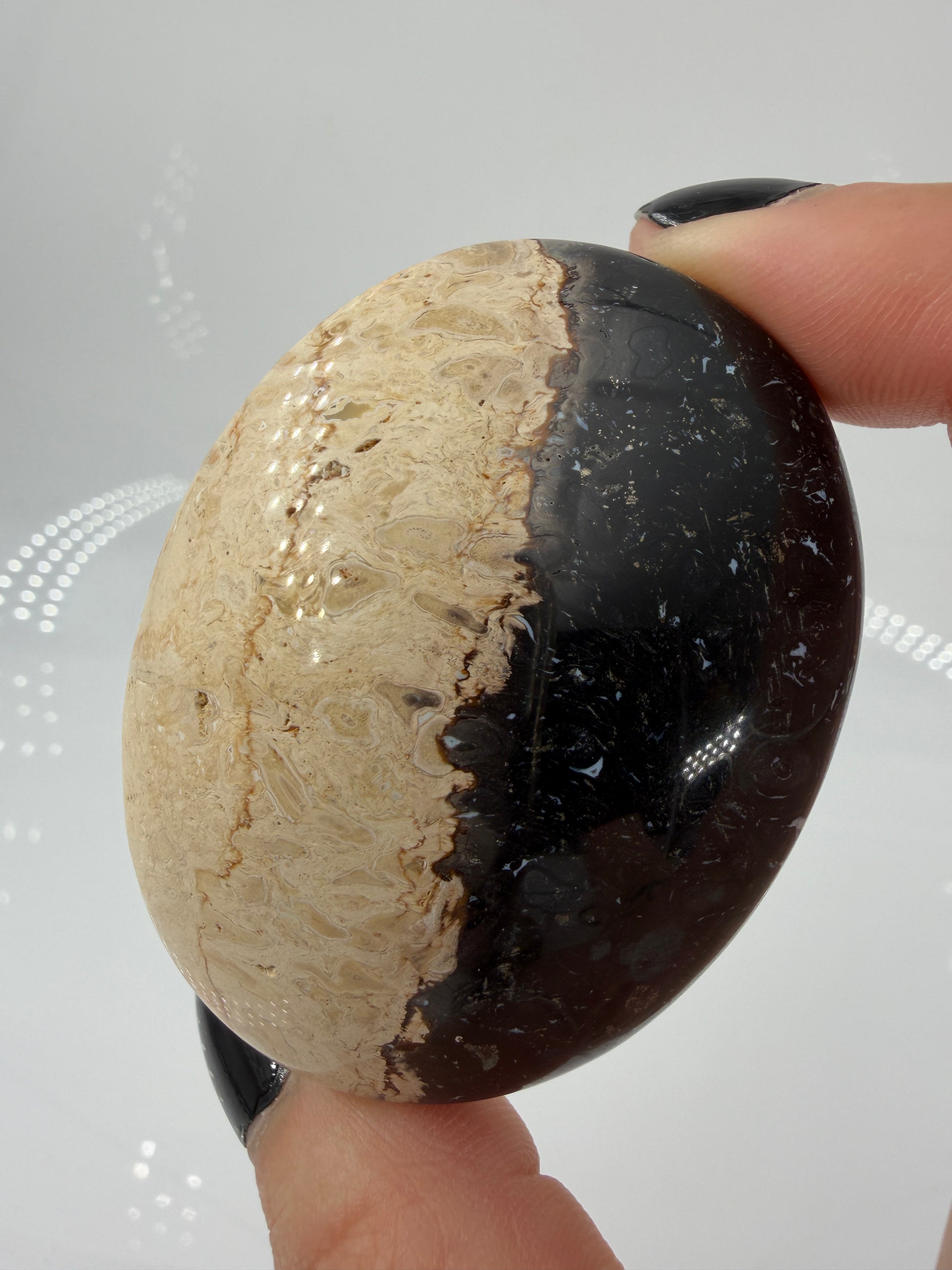 Ein glatt polierter Handstein aus versteinerter Palmenwurzel mit markanten, dunklen Punktstrukturen in einer beige-braunen Matrix.